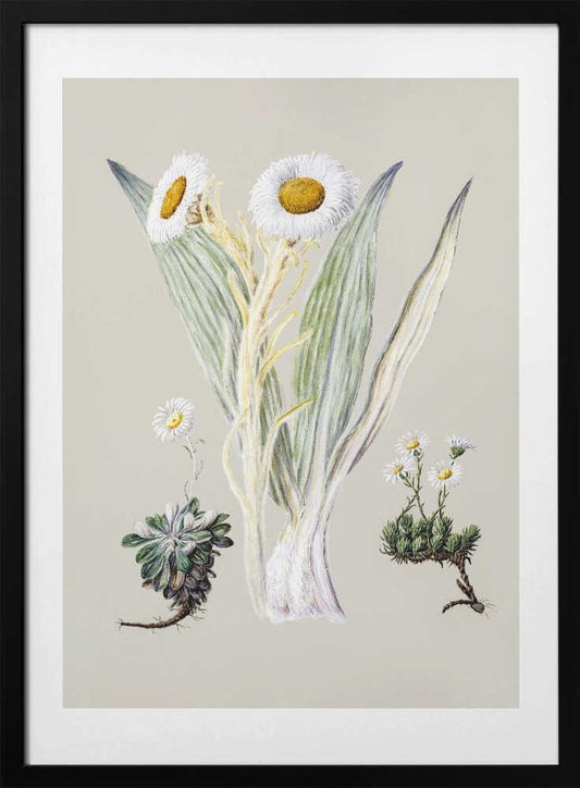 White Mountain Musk Drawn By Sarah Featon (1848–1927) - Art Print by Sarah Featon