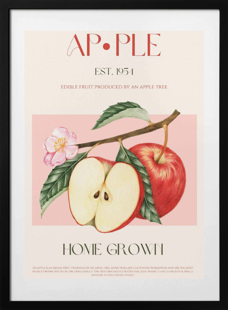 Harvested Apples - Art Print by Nazma Khokhar