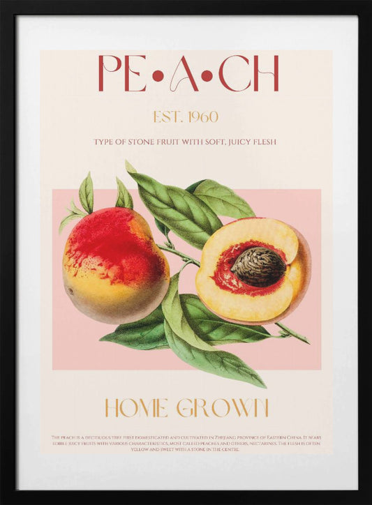 Vintage Style Peach Illustration - Art Print by Nazma Khokhar