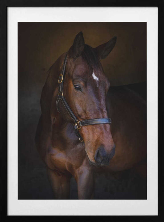The Horse - Art Print by Hein Jonker