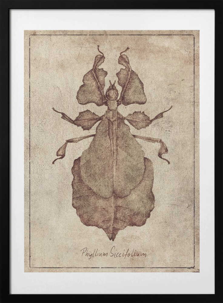 Phyllium Siccifolium Copy - Art Print by Mike Koubou