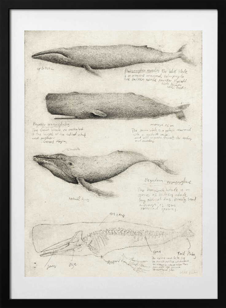 Sketches Of Various Whale - Art Print by Mike Koubou