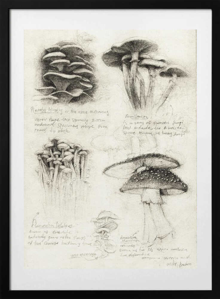 Various Botanical Mushrooms - Art Print by Mike Koubou
