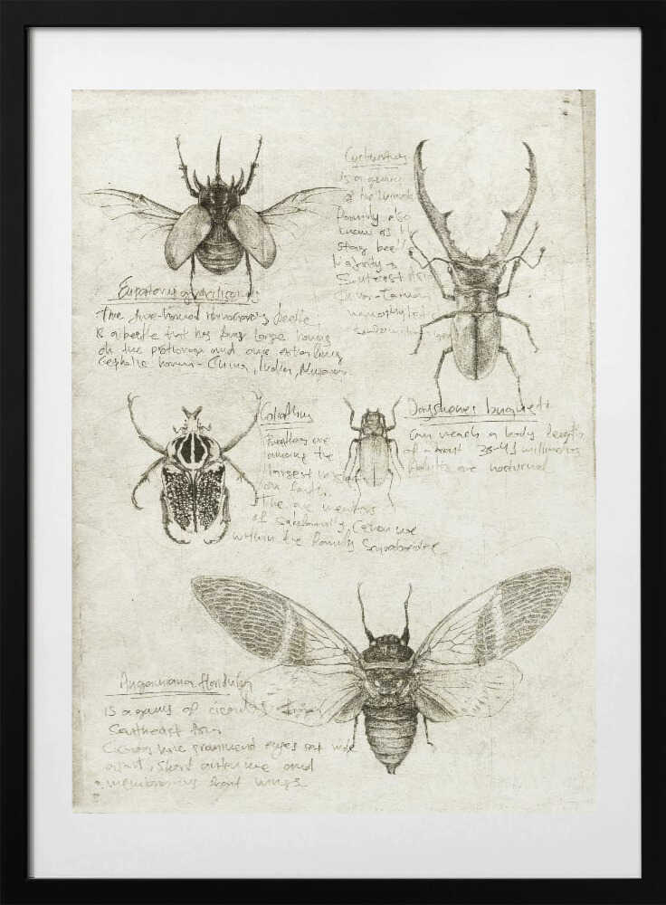 Sketches Of Cars And Insects - Art Print by Mike Koubou