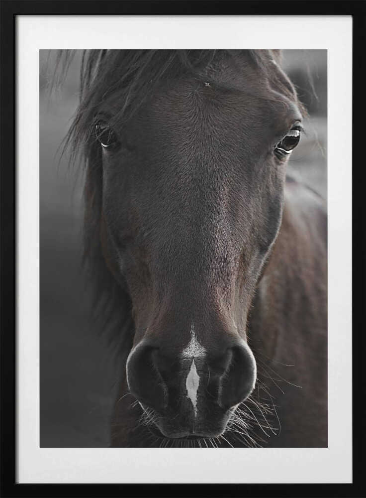 Dark Horse - Art Print by Monika Strigel