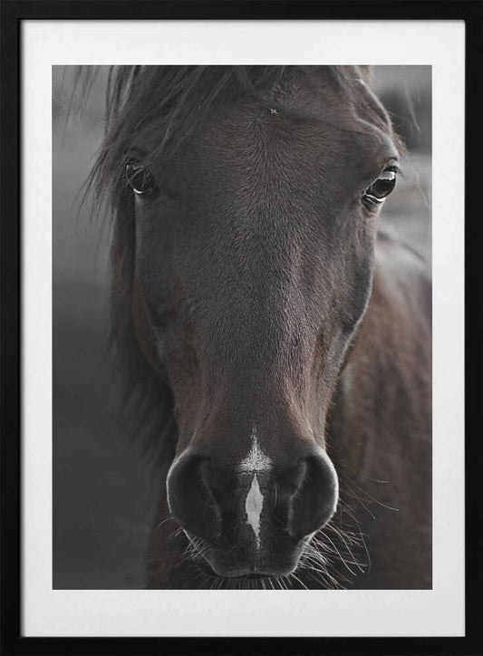 Dark Horse - Art Print by Monika Strigel
