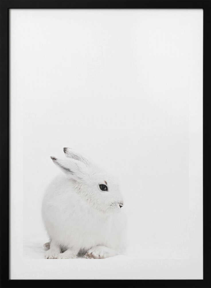 Arctic Hare - Art Print by Monika Strigel