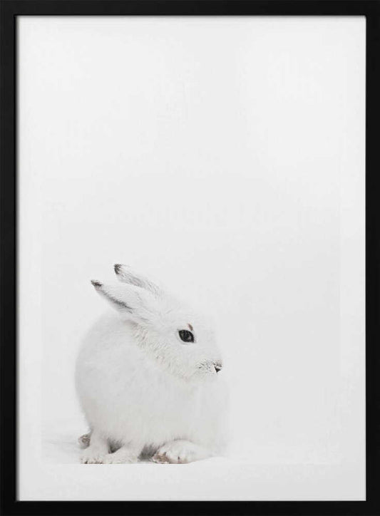 Arctic Hare - Art Print by Monika Strigel