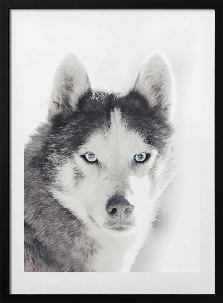 Husky Portrait - Art Print by Monika Strigel