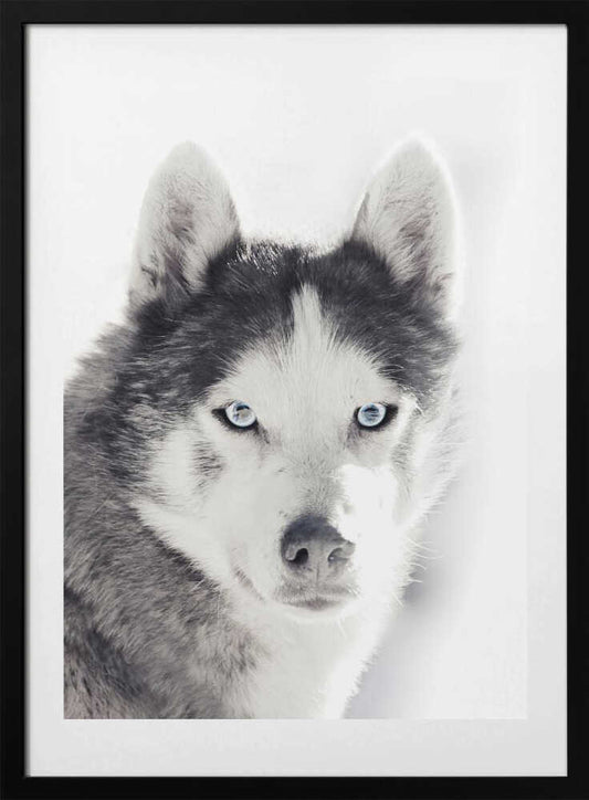 Husky Portrait - Art Print by Monika Strigel