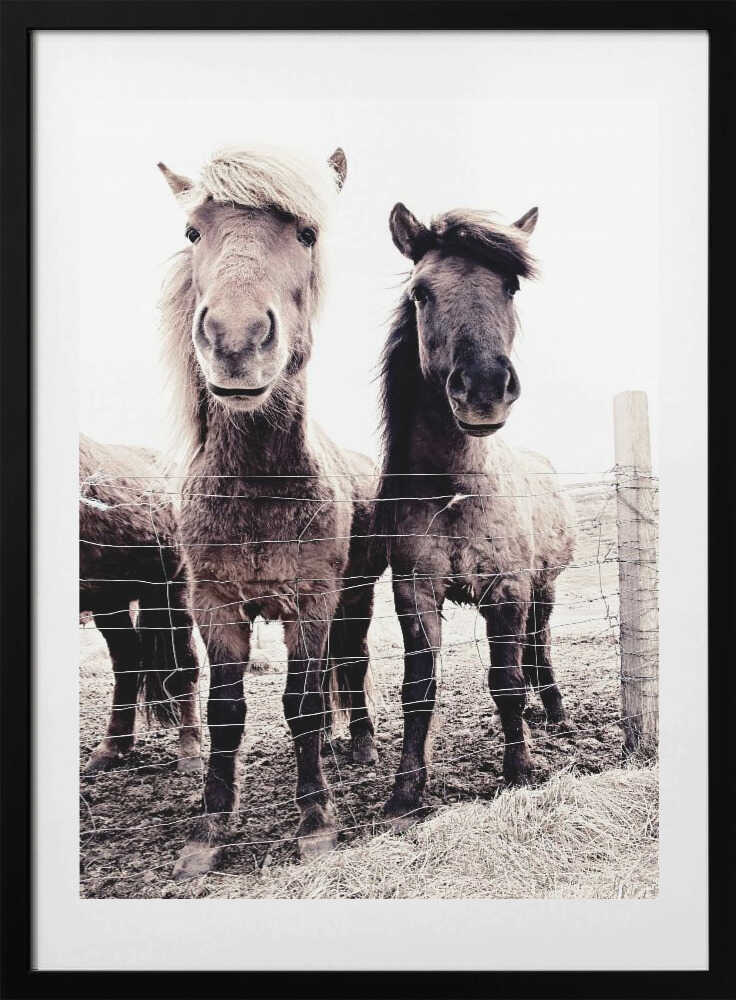 Iceland Horse Asti and Bessa - Art Print by Monika Strigel