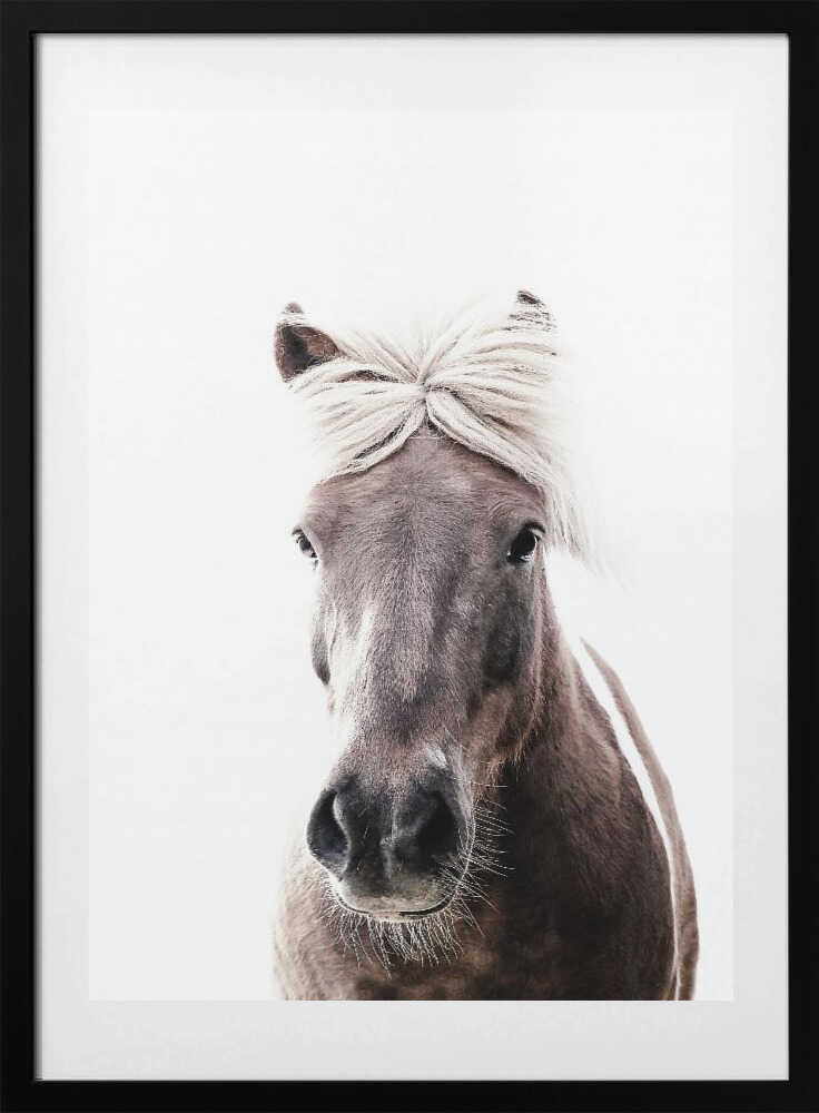 Iceland Horse Lucy - Art Print by Monika Strigel