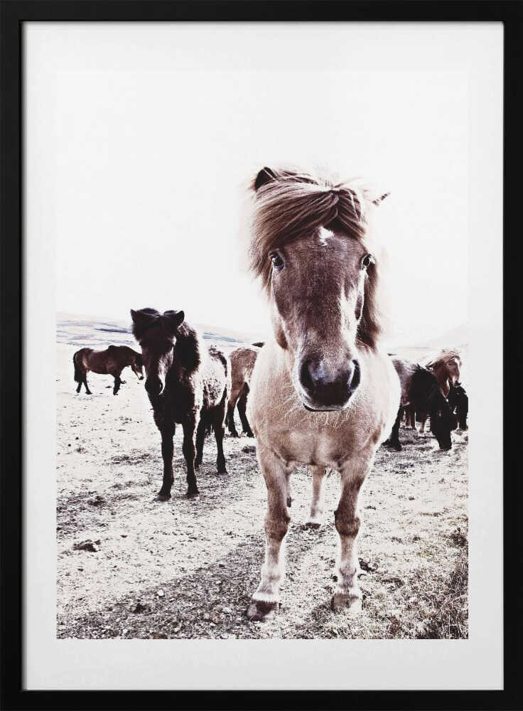 Iceland Horse Rikka - Art Print by Monika Strigel