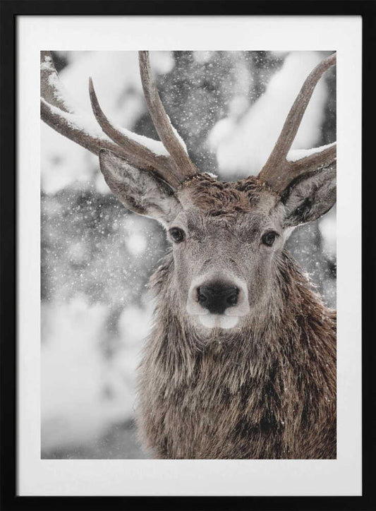Winter Stag - Art Print by Monika Strigel