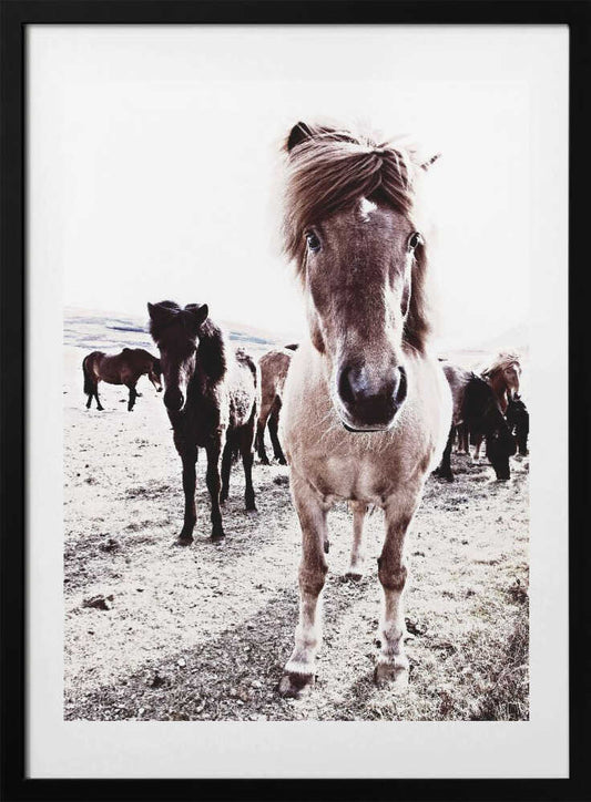 Iceland Horse Rikka - Art Print by Monika Strigel