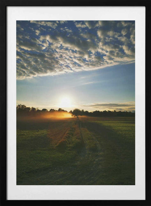 Sheep Dust - Art Print by Angelo Cerantola