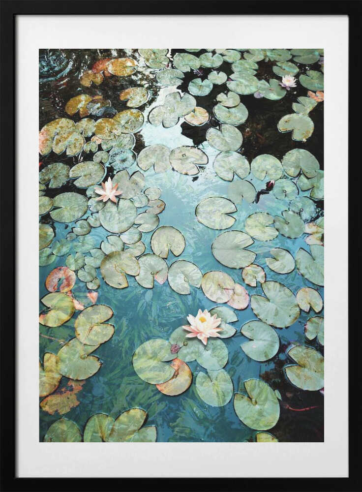 Waterlilies - Art Print by Angelo Cerantola