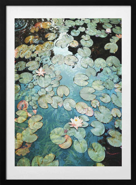 Waterlilies - Art Print by Angelo Cerantola
