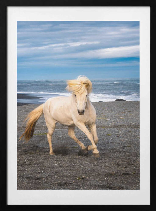 Icelandic Horse - Art Print by Benton Murphy