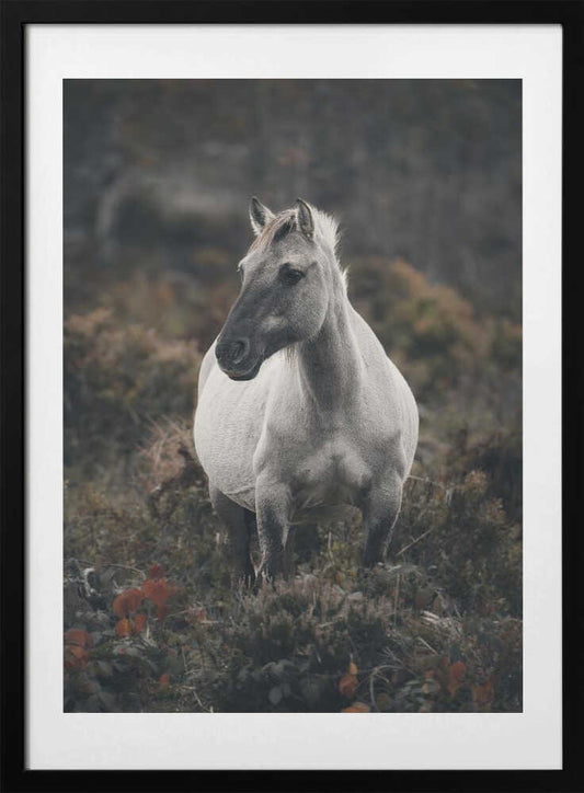 Dream of Freedom - Art Print by Peter Schade