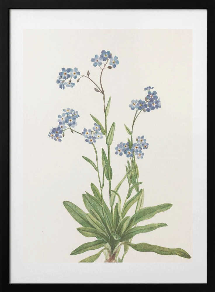 Alpine Forget Me Not From North American Wildflowers (1925) By Mary Vaux Walcott - Art Print by Mary Vaux Walcott