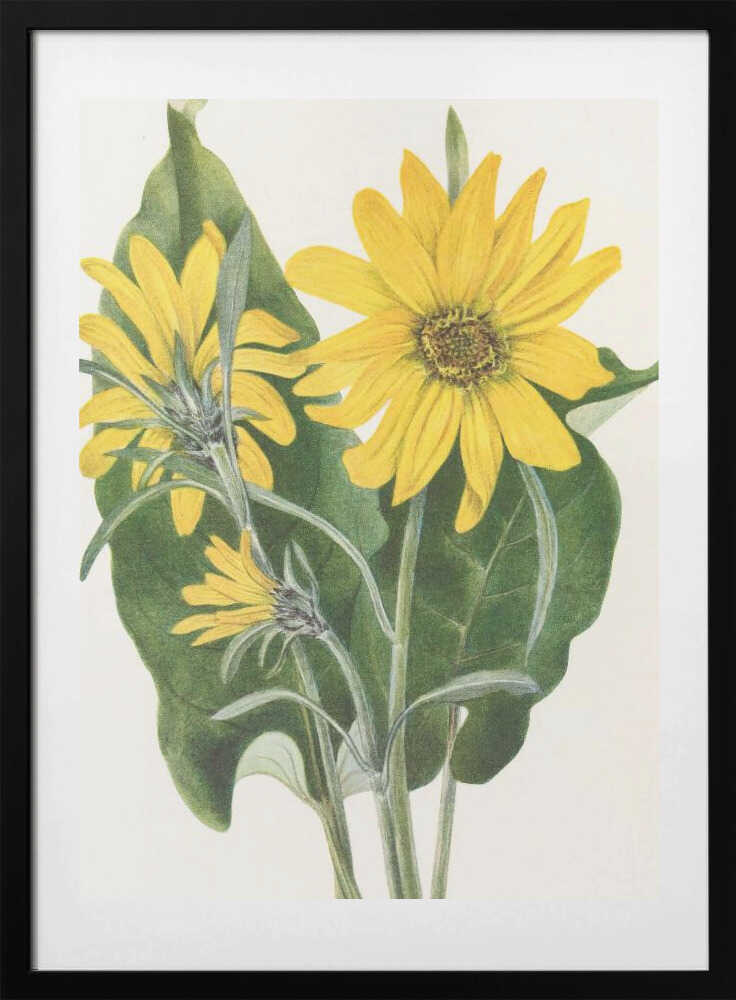 Balsamroot From North American Wildflowers (1925) By Mary Vaux Walcott - Art Print by Mary Vaux Walcott