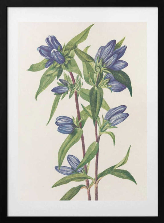 Bottle Gentian From North American Wildflowers (1925) By Mary Vaux Walcott - Art Print by Mary Vaux Walcott