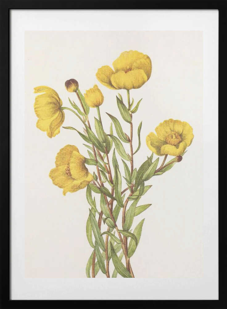Bushpoppy From North American Wildflowers (1925) By Mary Vaux Walcott - Art Print by Mary Vaux Walcott