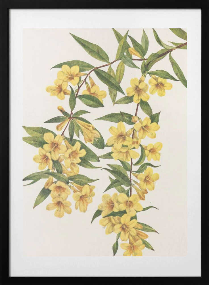 Carolina Jessamine From North American Wildflowers (1925) By Mary Vaux Walcott - Art Print by Mary Vaux Walcott