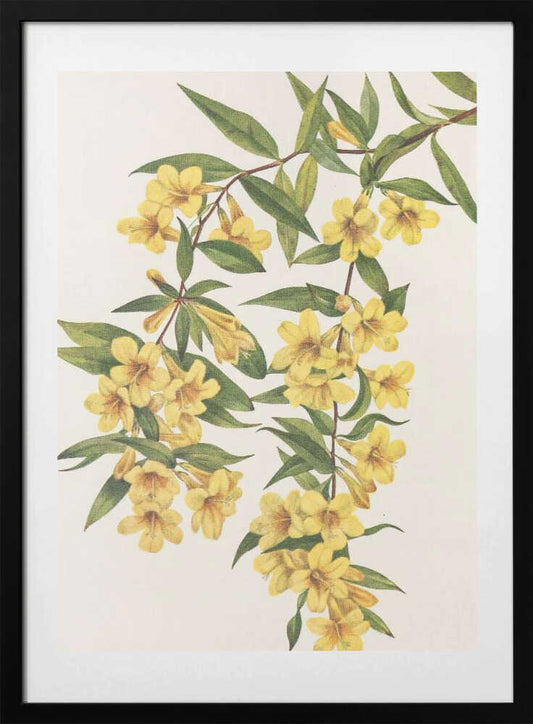 Carolina Jessamine From North American Wildflowers (1925) By Mary Vaux Walcott - Art Print by Mary Vaux Walcott