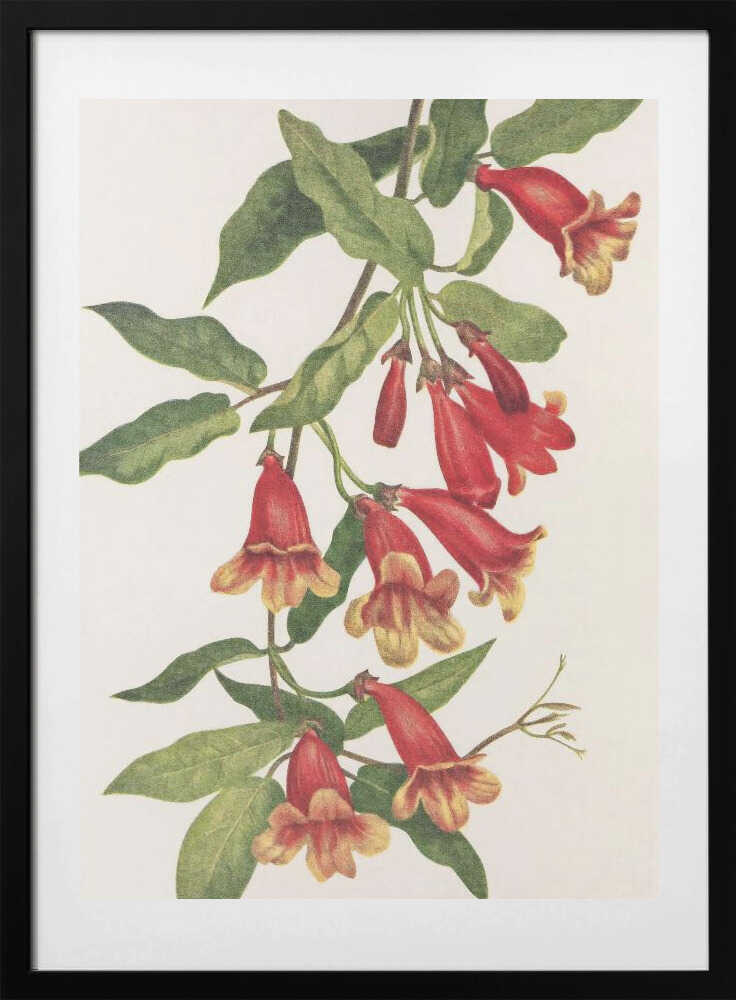 Crossvine From North American Wildflowers (1925) By Mary Vaux Walcott - Art Print by Mary Vaux Walcott
