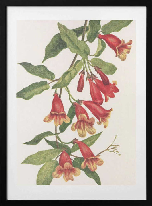 Crossvine From North American Wildflowers (1925) By Mary Vaux Walcott - Art Print by Mary Vaux Walcott