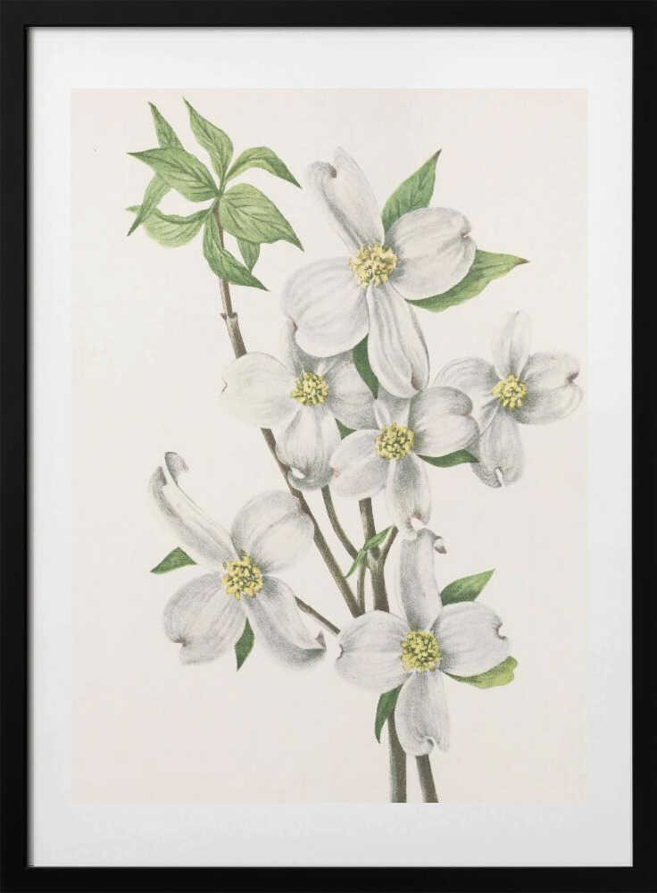 Flowering Dogwood From North American Wildflowers (1925) By Mary Vaux Walcott - Art Print by Mary Vaux Walcott