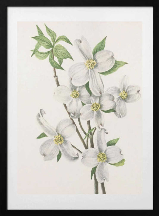 Flowering Dogwood From North American Wildflowers (1925) By Mary Vaux Walcott - Art Print by Mary Vaux Walcott