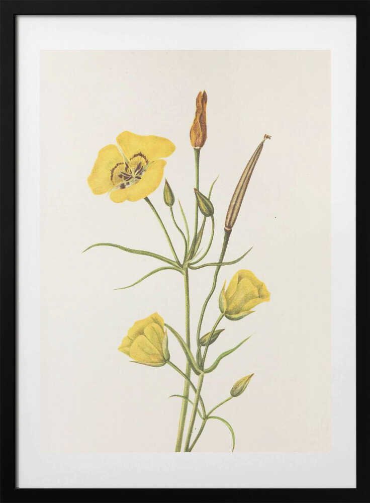 Goldenbowl Mariposa From North American Wildflowers (1925) By Mary Vaux Walcott - Art Print by Mary Vaux Walcott