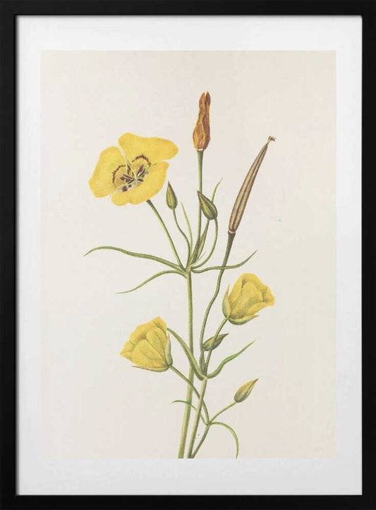 Goldenbowl Mariposa From North American Wildflowers (1925) By Mary Vaux Walcott - Art Print by Mary Vaux Walcott