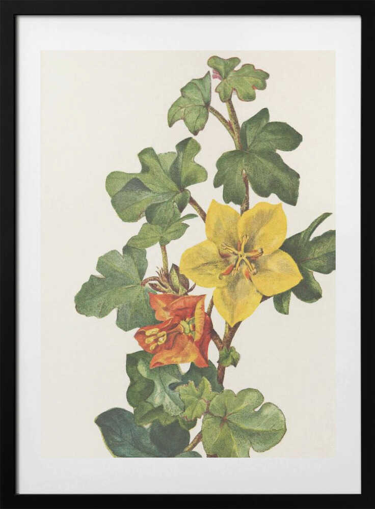 Mexican Fremontia From North American Wildflowers (1925) By Mary Vaux Walcott - Art Print by Mary Vaux Walcott
