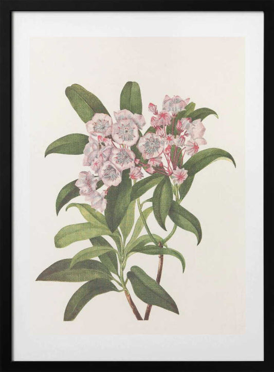 Mountain Laurel From North American Wildflowers (1925) By Mary Vaux Walcott - Art Print by Mary Vaux Walcott