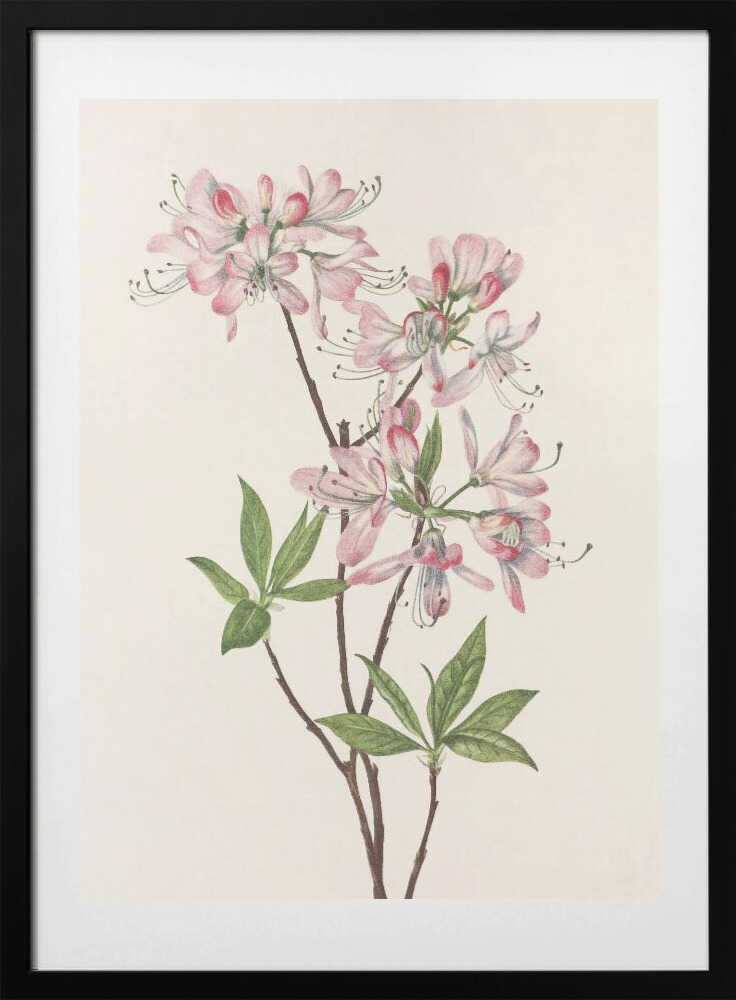 Pinkshell Azalea From North American Wildflowers (1925) By Mary Vaux Walcott - Art Print by Mary Vaux Walcott