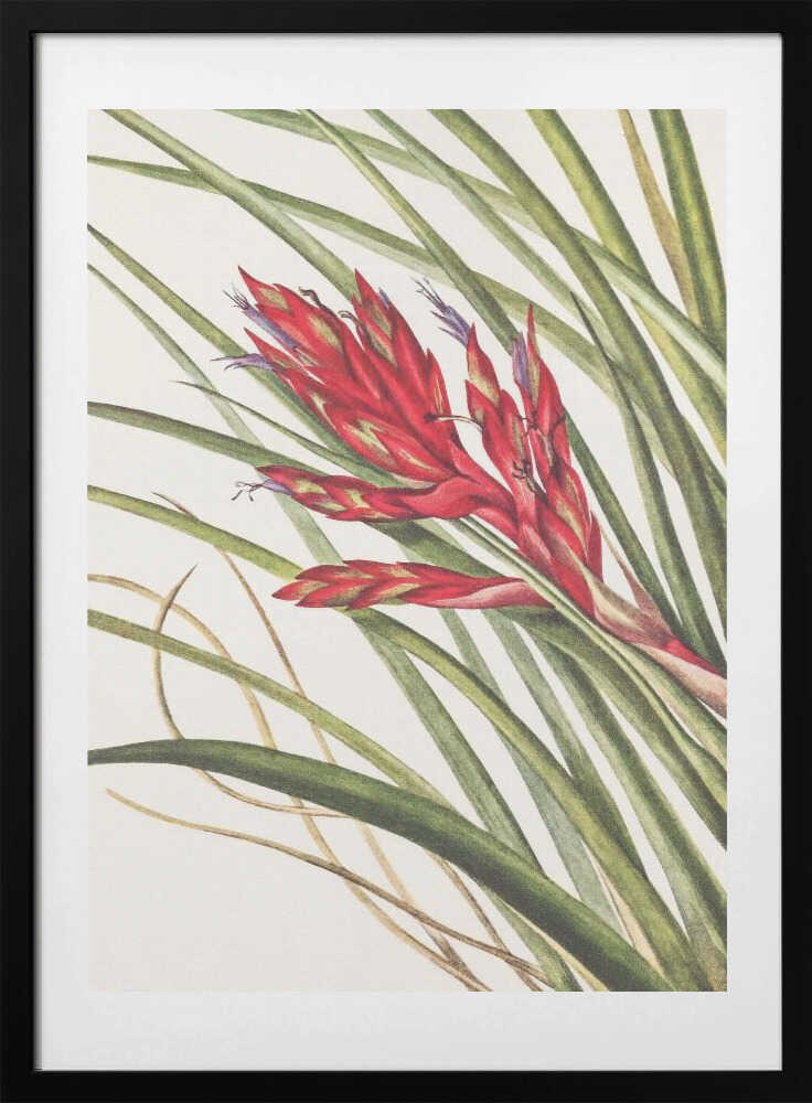 Quill Leaf Tillandsia From North American Wildflowers (1925) By Mary Vaux Walcott - Art Print by Mary Vaux Walcott