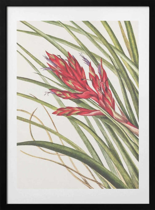 Quill Leaf Tillandsia From North American Wildflowers (1925) By Mary Vaux Walcott - Art Print by Mary Vaux Walcott