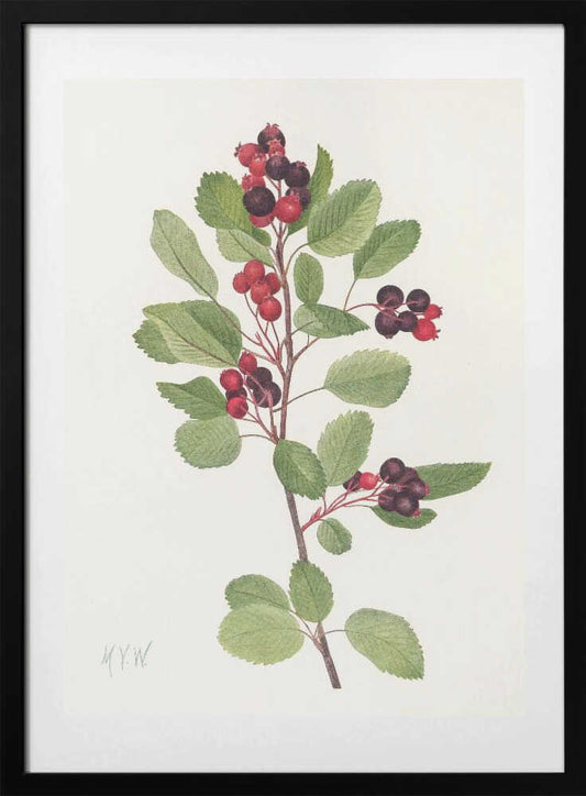 Saskatoon From North American Wildflowers (1925) By Mary Vaux Walcott - Art Print by Mary Vaux Walcott