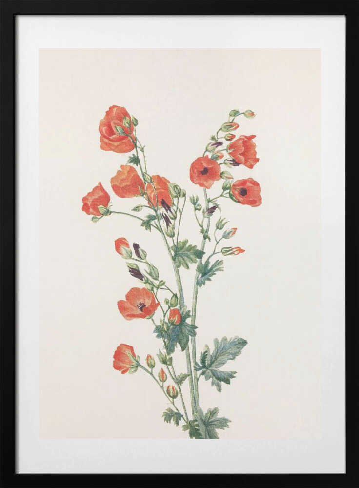 Scarlet Globe Mallow From North American Wildflowers (1925) By Mary Vaux Walcott - Art Print by Mary Vaux Walcott