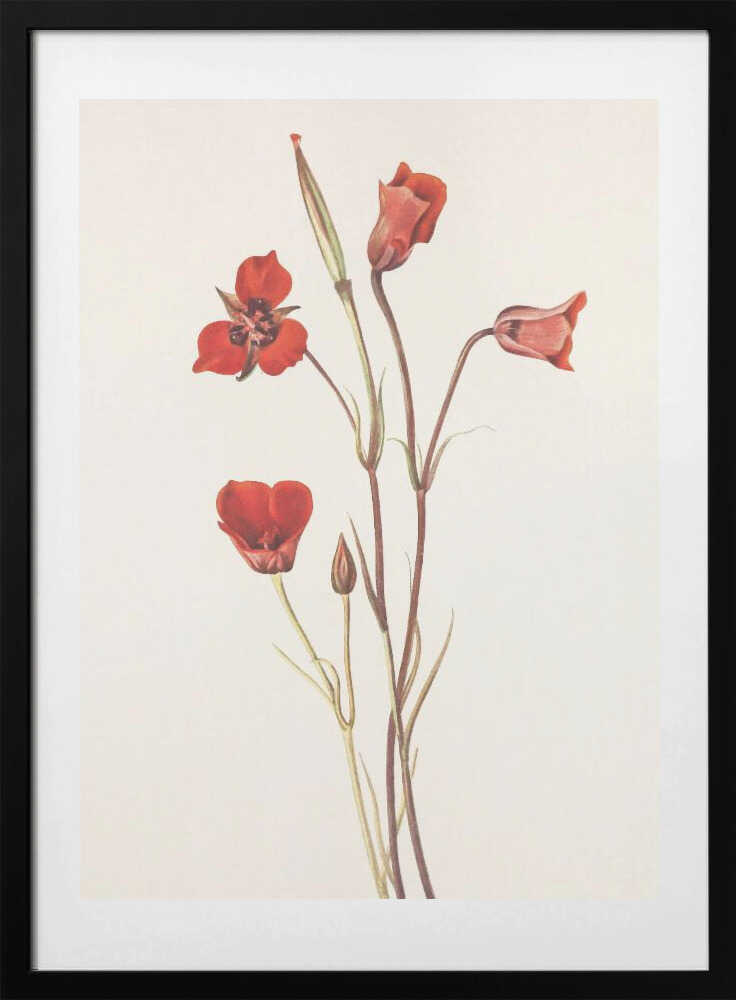 Scarlet Mariposa From North American Wildflowers (1925) By Mary Vaux Walcott - Art Print by Mary Vaux Walcott