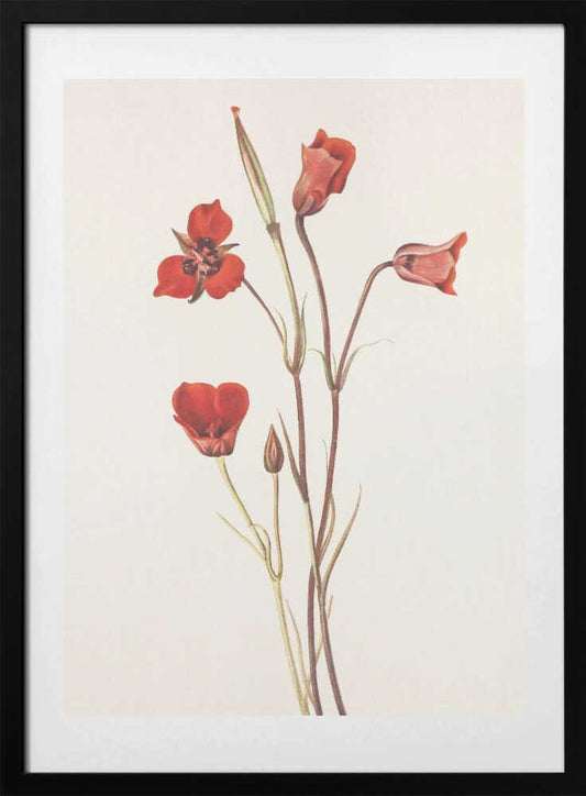 Scarlet Mariposa From North American Wildflowers (1925) By Mary Vaux Walcott - Art Print by Mary Vaux Walcott