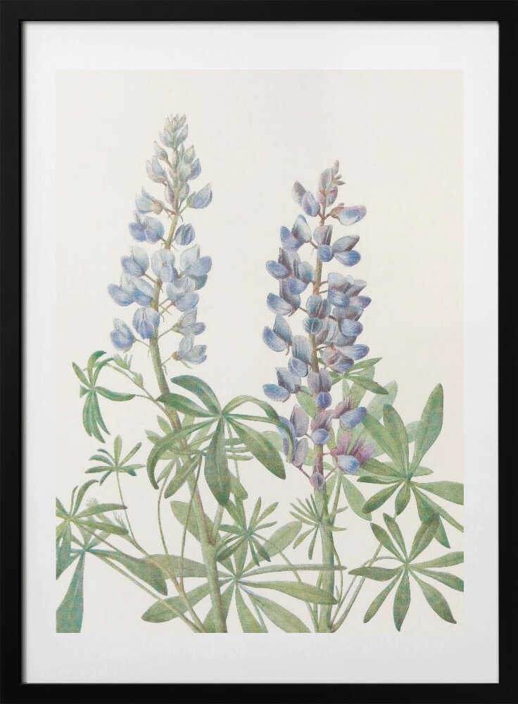 Sundial Lupine From North American Wildflowers (1925) By Mary Vaux Walcott - Art Print by Mary Vaux Walcott