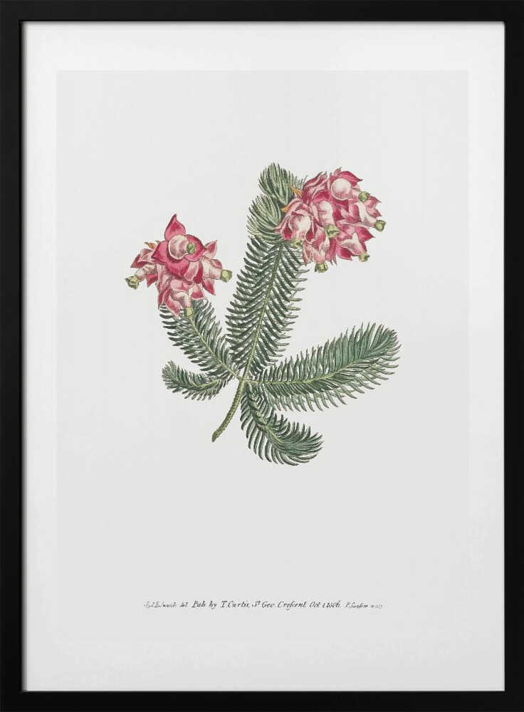 Erica Glauca   Flower Garden Displayed By Francis Sansom - Art Print by Francis Sansom