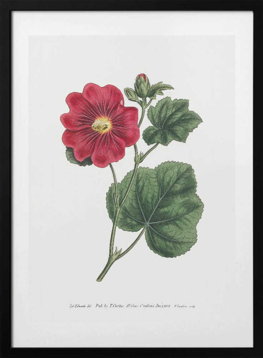 Alcea Rosea 1815   Flower Garden Displayed By Francis Sansom - Art Print by Francis Sansom