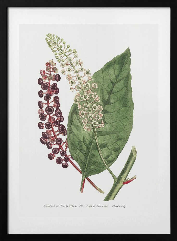Phytolacca Decandra 1806 Flower Garden Displayed By Francis Sansom - Art Print by Francis Sansom
