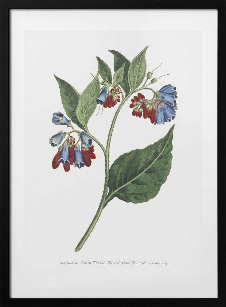 Symphyum Asperrim 1806   Flower Garden Displayed By Francis Sansom - Art Print by Francis Sansom